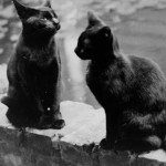 Obligatory Cats on Railing