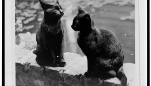 Obligatory Cats on Railing